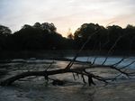 15098 Tree stuck on weir.jpg